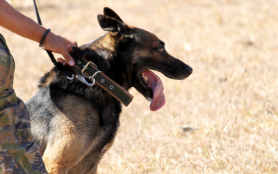 Are Drug Dogs Accurate?