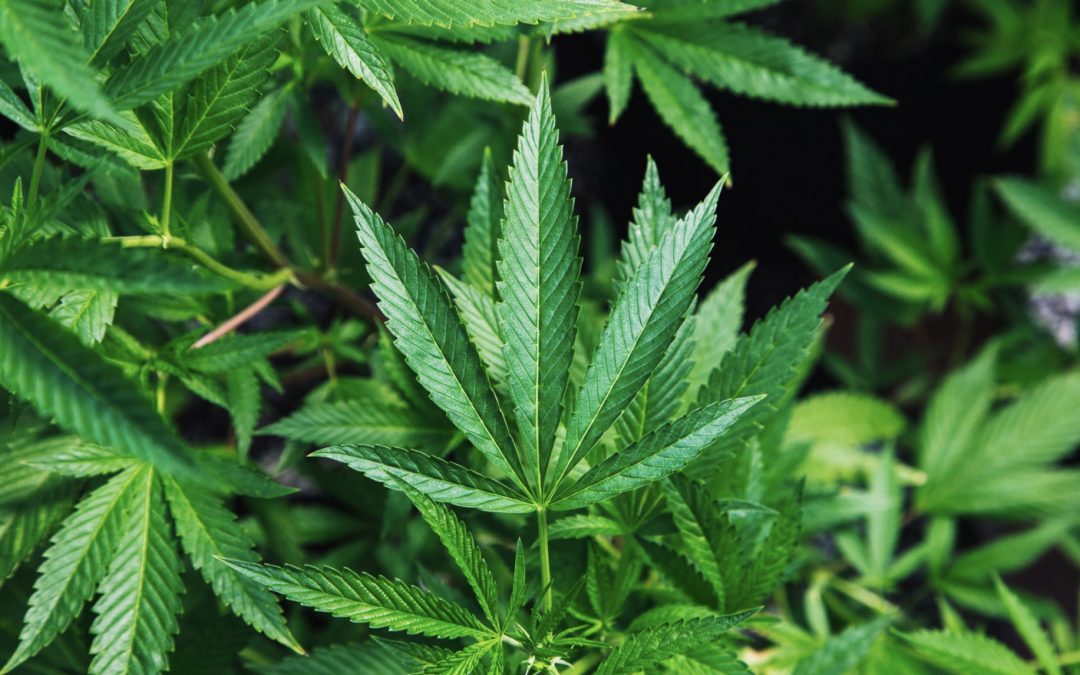Austin No Longer Enforcing Low-Level Marijuana Possessions